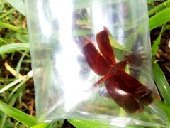 Neurothemis terminata