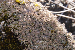 Cladonia subpungens
