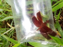 Neurothemis terminata