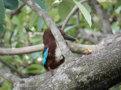 Halcyon smyrnensis