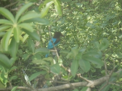 Halcyon smyrnensis