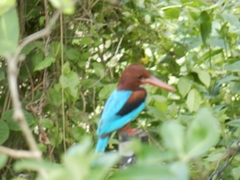 Halcyon smyrnensis