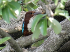 Halcyon smyrnensis