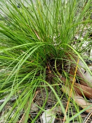 Lomandra brevis