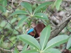 Halcyon smyrnensis