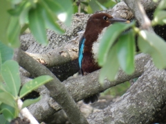 Halcyon smyrnensis