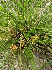 Lomandra brevis