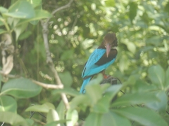 Halcyon smyrnensis
