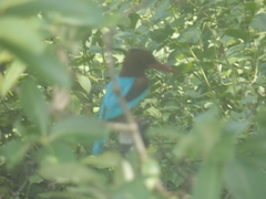 Halcyon smyrnensis