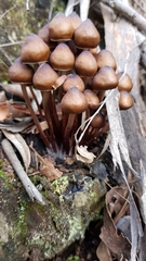 Mycena mulawaestris