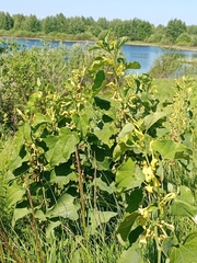 Aristolochia clematitis
