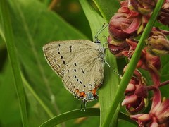 Satyrium acadica