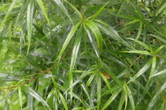 Myoporum betcheanum