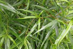 Myoporum betcheanum