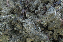 Cryptoblepharus africanus