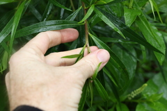 Myoporum betcheanum