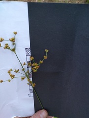 Juncus diffusissimus