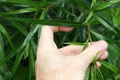 Myoporum betcheanum