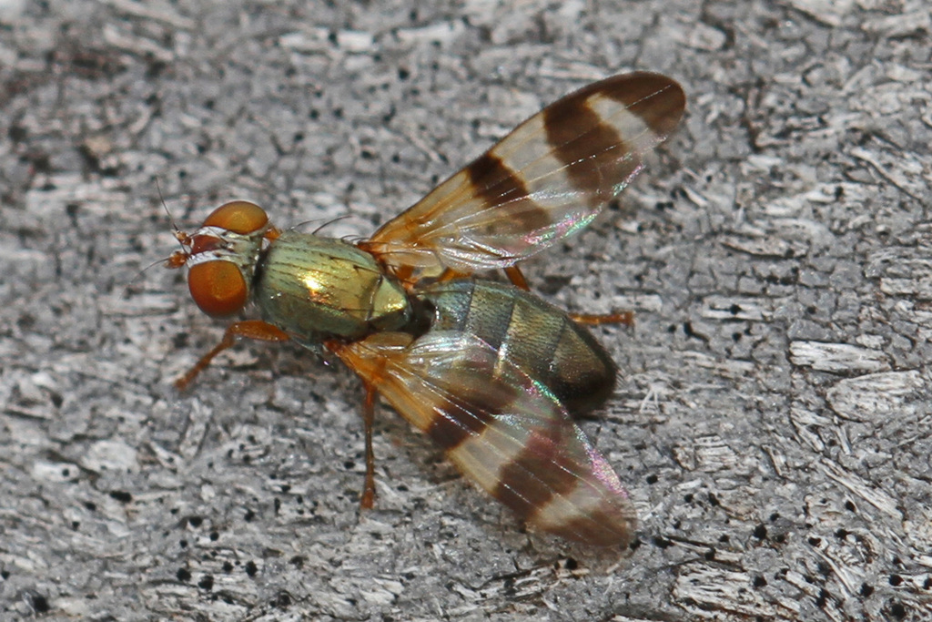 Banded-wing Flies
