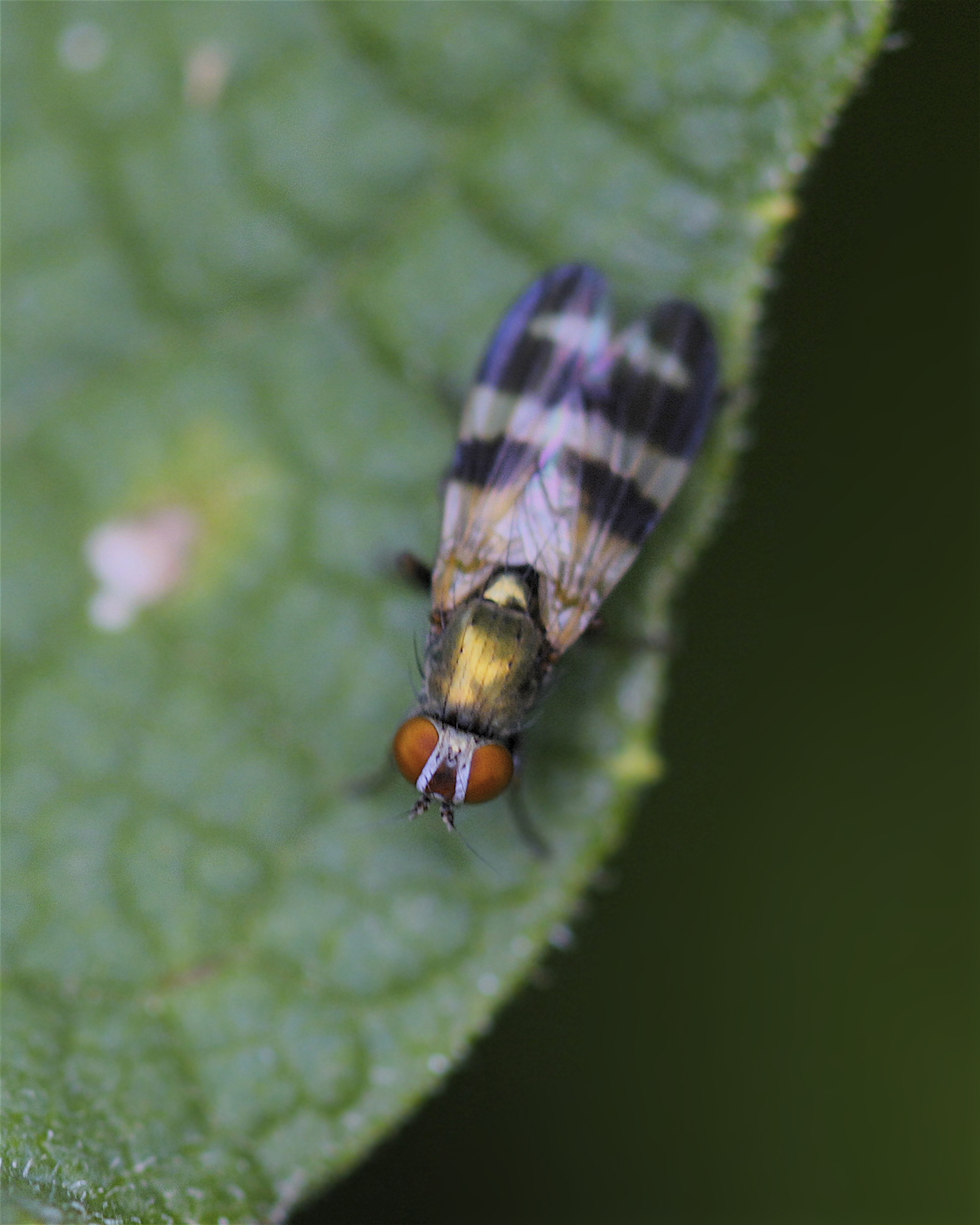 Sheep Bot Fly (NPS National Capital Region True Flies) · iNaturalist