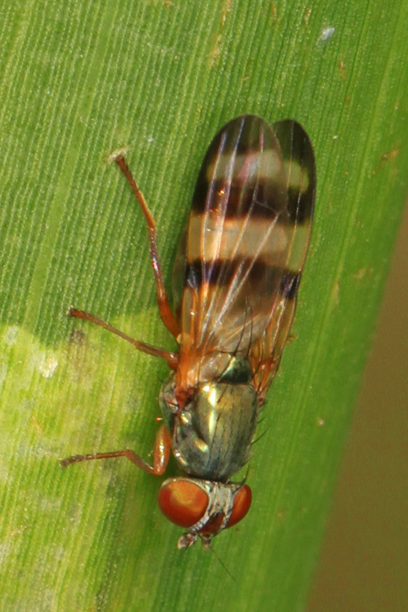 Sheep Bot Fly (NPS National Capital Region True Flies) · iNaturalist