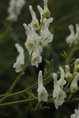 Aconitum septentrionale