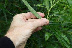 Myoporum betcheanum