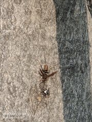 Polistes jokahamae