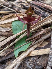 Chiloglottis grammata