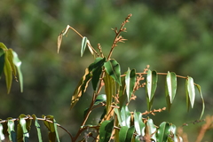 Decatropis bicolor