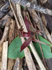 Chiloglottis grammata