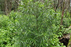 Myoporum betcheanum
