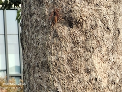 Polistes jokahamae