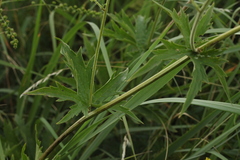 Aconitum septentrionale