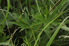 Aconitum septentrionale