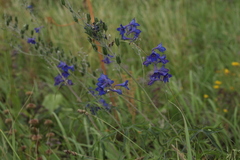 Delphinium cyananthum