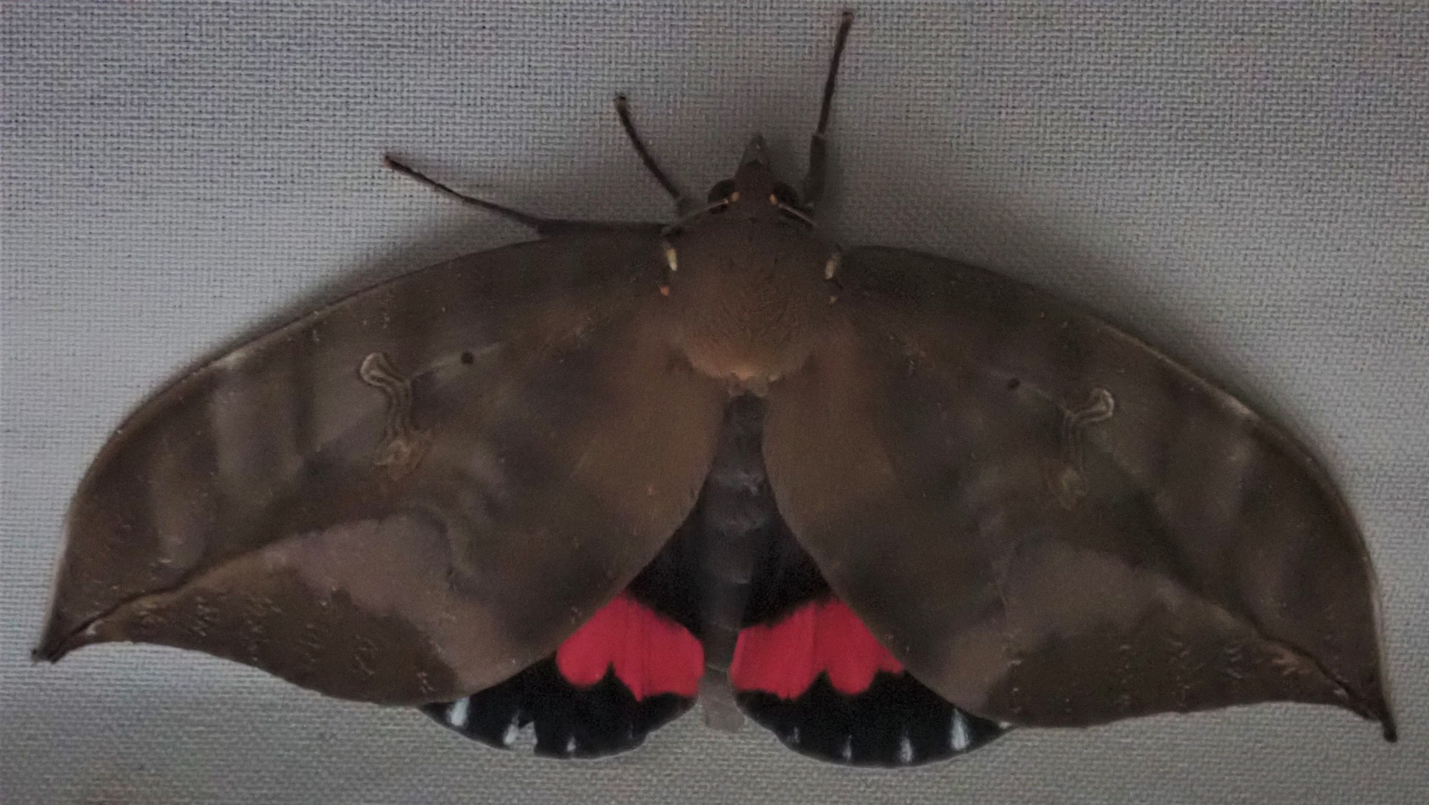 imperial fruit sucking moth
