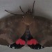 Southern Pink Underwing Moth - Photo (c) Chris Lambkin, some rights reserved (CC BY-NC), uploaded by Chris Lambkin