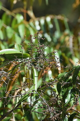 Decatropis bicolor