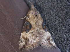 Hypena tristalis