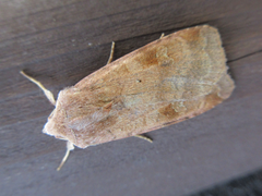 Diarsia canescens