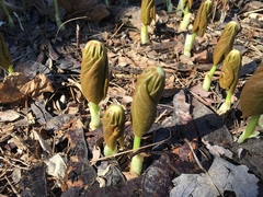 Podophyllum peltatum