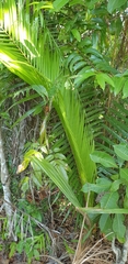 Dypsis leptocheilos
