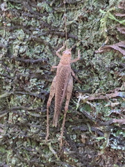Aphonoides
