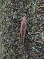 Aphonoides