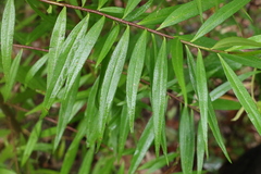 Logania albiflora