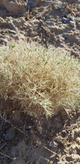 Ceratocarpus arenarius