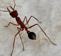 Myrmecia analis