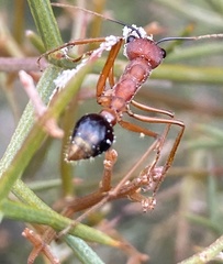 Myrmecia analis