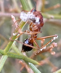 Myrmecia analis